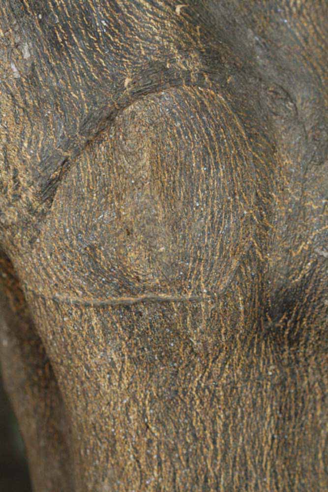            Bark (Riverside, CA)   